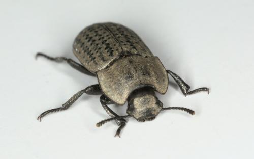 Réf. 298 974 : Opatrum sabulosum